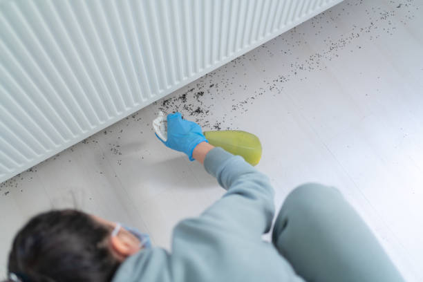 Advanced Termite Treatment for Lasting Protection